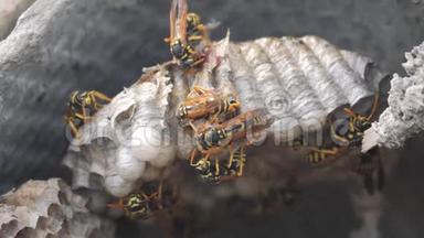 黄蜂虫屋脊下害虫.. 黄蜂窝。 狂野黄蜂慢生活方式运动视频咬。 过敏危险